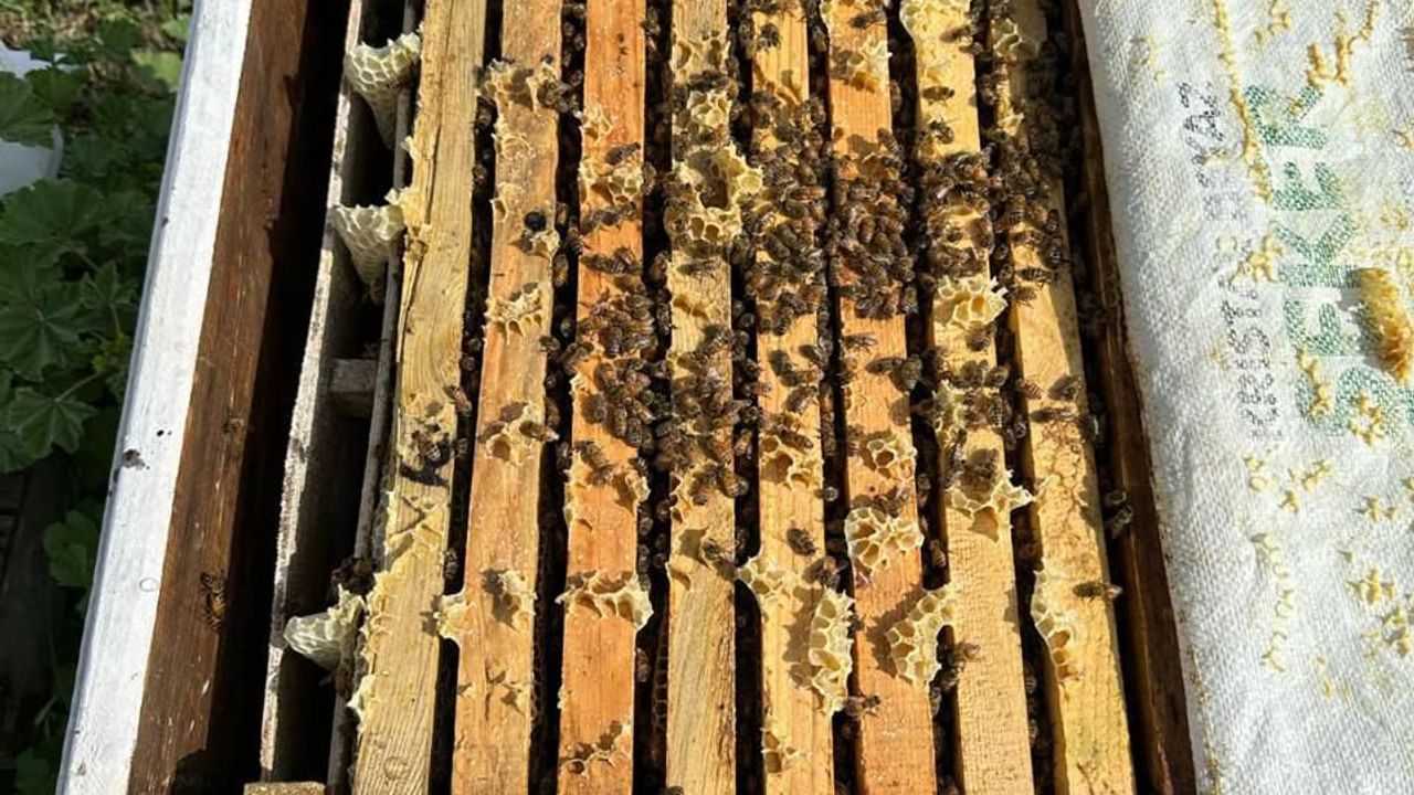 Arılara Yapay Zekâ Desteği: Türkiye ve Malta El Ele!