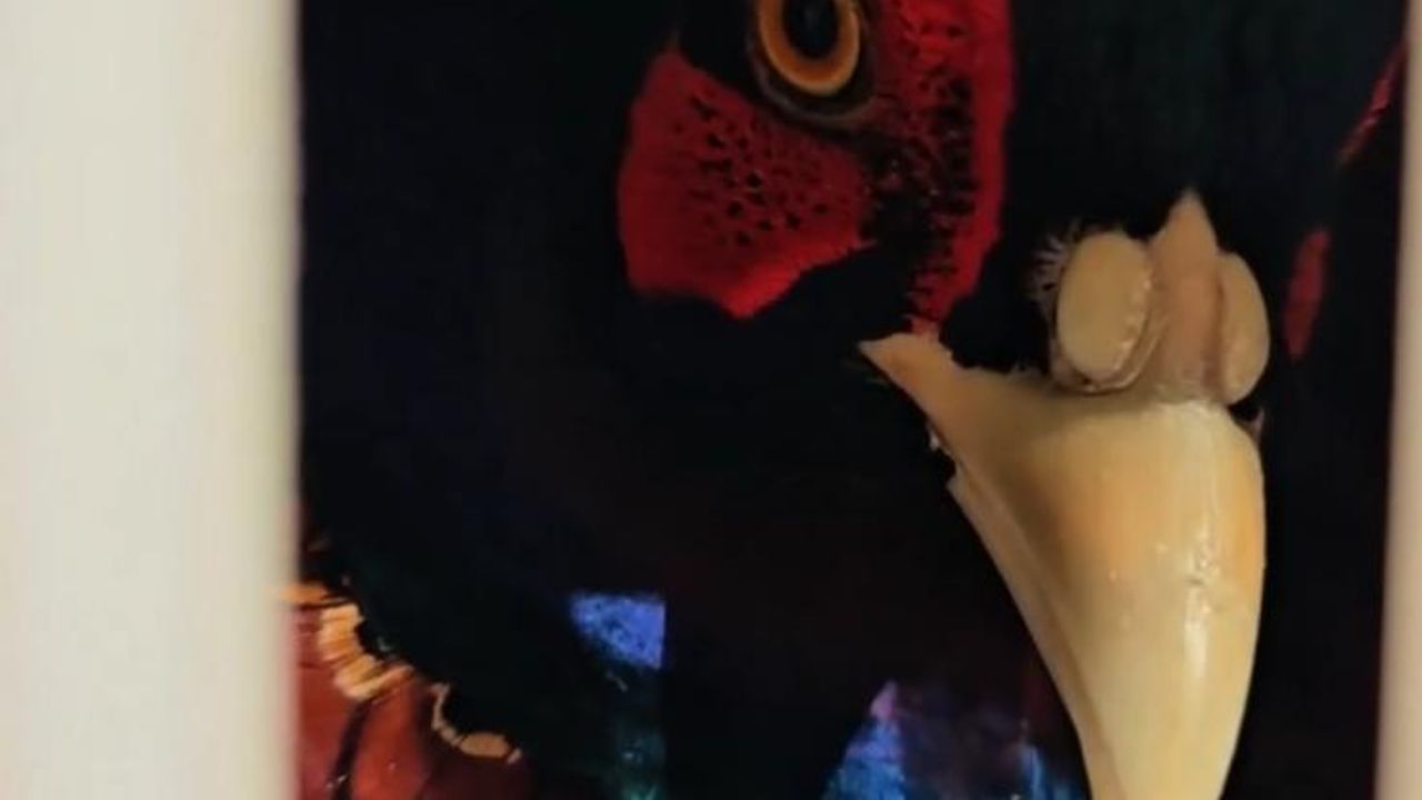 Kahverengi Kokarcaya Karşı Doğal Çözüm! 7 Bin Sülün Salındı