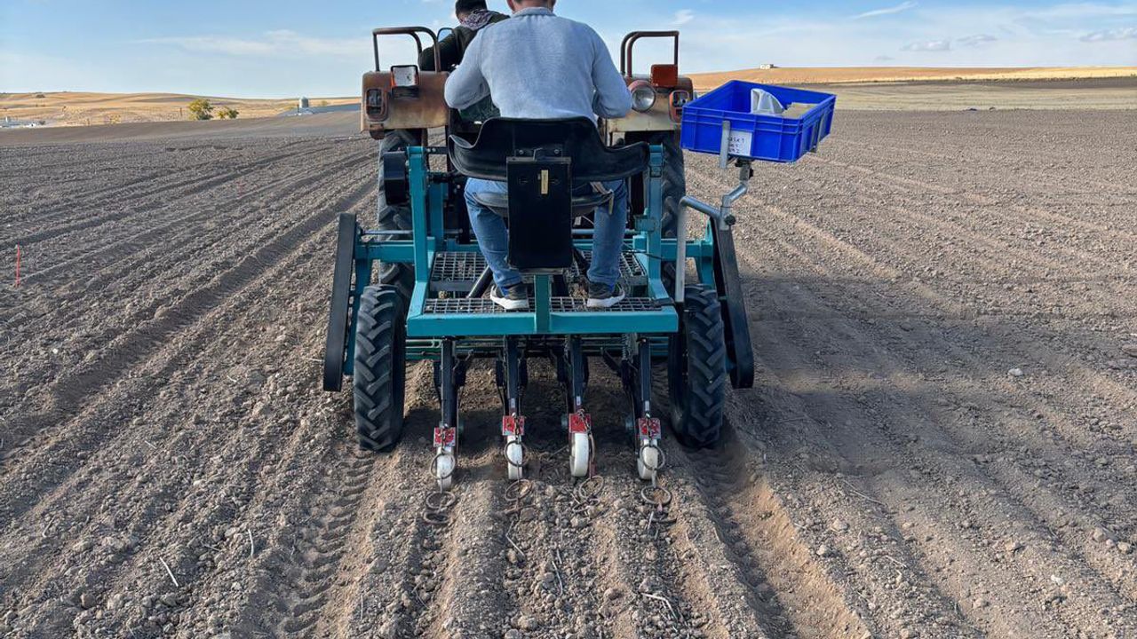 Bilimle Yeşeren Toprak: Kışlık Mercimekler Toprakla Buluştu