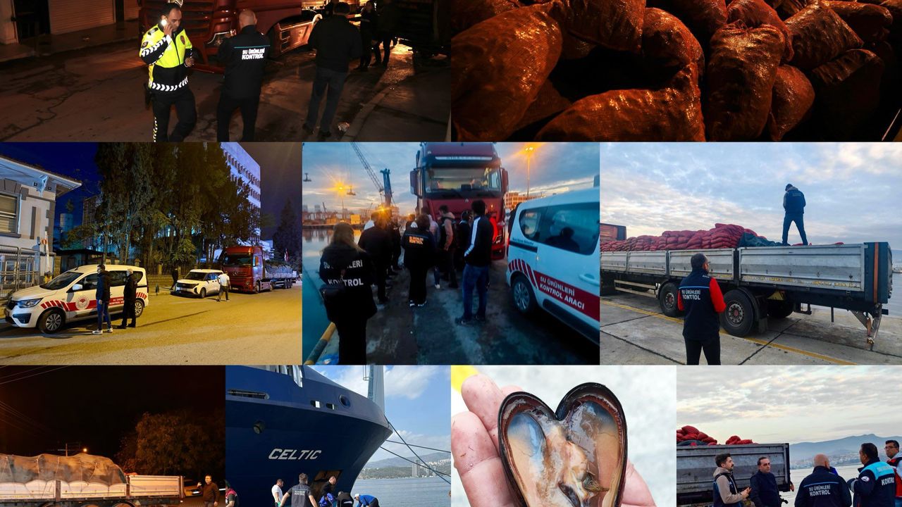 İzmir ve İstanbul’da Yasa Dışı Midye Avcılığı!