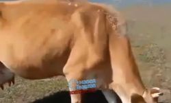 Ayı Saldırısından Son Anda Kurtardı