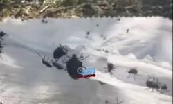 Arsin Harmanlı’da Fındık Bahçelerini Kokarca Bastı