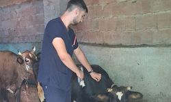 Trabzon yaylalarında aşılama seferberliği