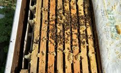 Arılara Yapay Zekâ Desteği: Türkiye ve Malta El Ele!