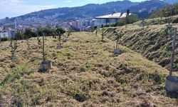 Fındık Araştırma Enstitüsü’nden Verimlilik Odaklı Yeni Proje