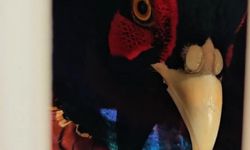 Kahverengi Kokarcaya Karşı Doğal Çözüm! 7 Bin Sülün Salındı