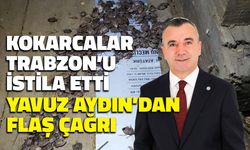 Trabzon'da Kahverengi Kokarca İstilası! Yavuz Aydın'dan Flaş Çağrı
