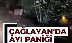 Trabzon Çağlayan’da Ayı Paniği: Halk tedirgin!