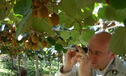 Trabzonlu Üreticilere Kivi Uyarısı! Erken Hasat Ürünü Bozuyor