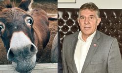 Trabzon Hayvan Sayısı Açıklaması!  Kasaplar Odası'ndan Tepki