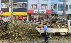 Trabzon’da Sonbahar Temizliği Başladı: Büyükşehir Sahada