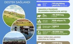 Yerli Hayvancılığa 2,7 Milyar TL’lik Tarihi Destek