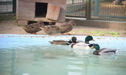 Giresun Hayvanat Bahçesi Ziyaretçi Akınına Uğruyor