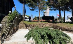 Çayeli’nde Doğa Katliamı İddiası: 80 Yıllık Çamlar Gidiyor!