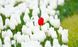 Rize Belediyesi’nden peyzaj atağı: 60 bin lale dikildi