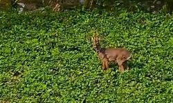 Çamlıhemşin’de Karaca Sürprizi! Nadir An Kamerada