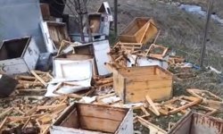 Bayburt’ta Ayı Baskını: Trabzonlu Arıcı İsyan Etti