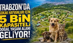 Trabzon'da Sokak Hayvanları için 5 Bin Kapasiteli Doğal Yaşam Alanı Geliyor!