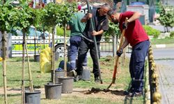 Giresun'da Yaz Dönüşümü: Görenler Bir Daha Bakıyor!