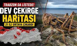 Trabzon da Listede! Dev Çekirge Haritası 21 İli Ortaya Çıkardı