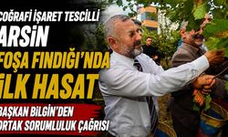 Arsin’de Foşa Fındığı Hasadı Başladı!