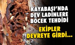 Trabzon'da Dev Ladinlere Böcek Tehdidi! Ekipler Devrede