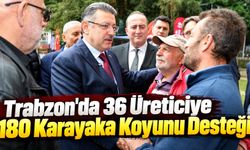 Trabzon'da 36 Üreticiye 180 Karayaka Koyunu Desteği