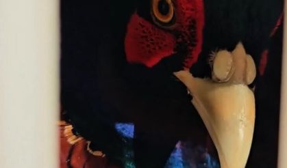 Kahverengi Kokarcaya Karşı Doğal Çözüm! 7 Bin Sülün Salındı