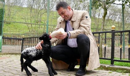 Yeni papağan ve iguana türleri Giresun Hayvanat Bahçesi'nde
