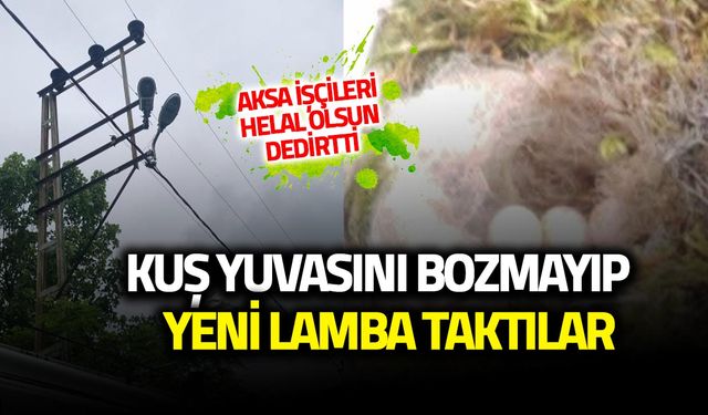 Trabzon’da AKSA İşçilerinden Doğaya Saygı Dersi! Kuşların Yuvası Korundu