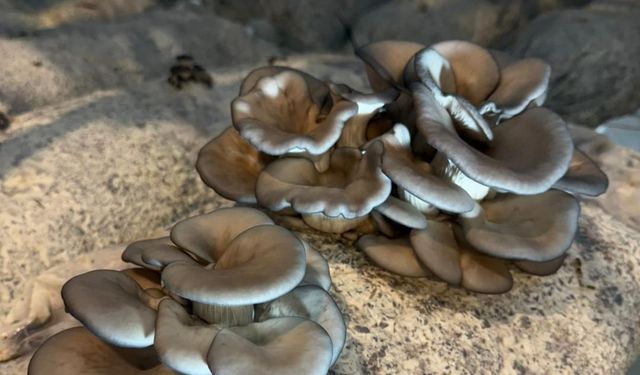 Ortahisar Belediyesi’nden En Mutlu Köy’de İstiridye Mantarı Üretimi