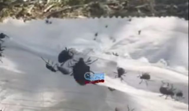 Arsin Harmanlı’da Fındık Bahçelerini Kokarca Bastı