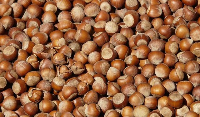 16 Ocak 2026 fındık fiyatları ne kadar oldu, artış sürecek mi?