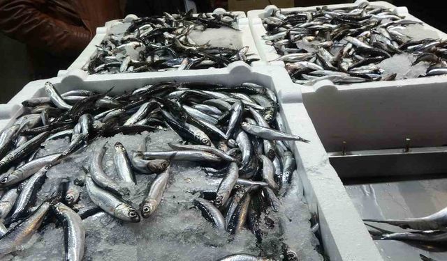 Trabzon'da Hamsi Kaç TL? 27 Ekim 2025 Hamsi Fiyatları...