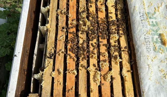 Arılara Yapay Zekâ Desteği: Türkiye ve Malta El Ele!