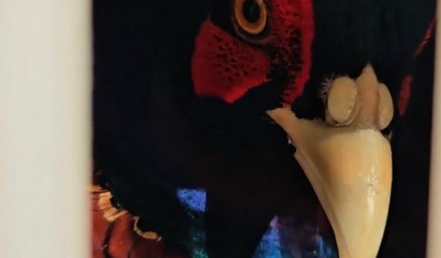 Kahverengi Kokarcaya Karşı Doğal Çözüm! 7 Bin Sülün Salındı