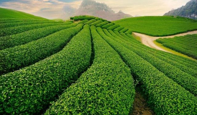 Çaykur’da Kâr Görünüyor, Zarar Gizleniyor mu?