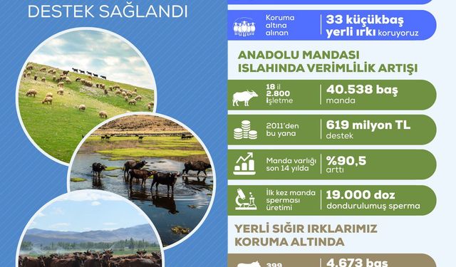 Yerli Hayvancılığa 2,7 Milyar TL’lik Tarihi Destek