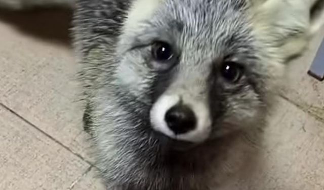 Trabzon'da Davetsiz Misafir: Eve Giren Tilki Viral Oldu