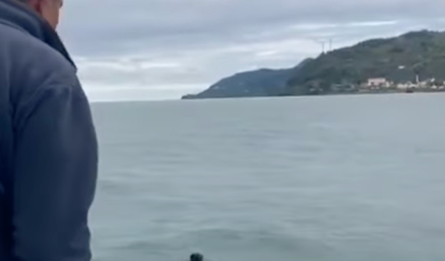 Karadeniz'de Ağlara Balık Değil Ayı Takıldı! O Anlar Kamerada