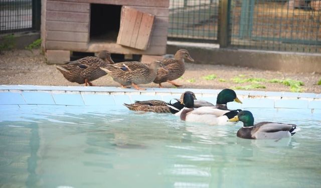 Giresun Hayvanat Bahçesi Ziyaretçi Akınına Uğruyor