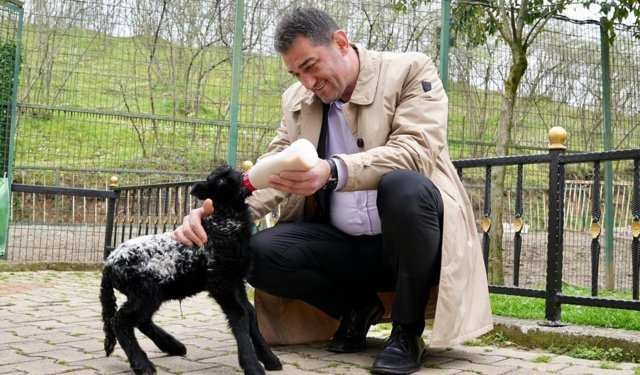 Yeni papağan ve iguana türleri Giresun Hayvanat Bahçesi'nde