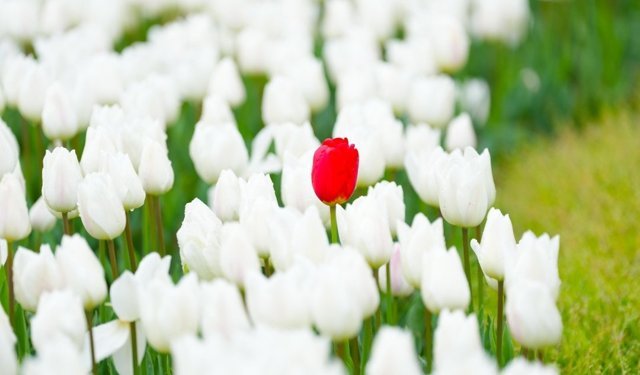 Rize Belediyesi’nden peyzaj atağı: 60 bin lale dikildi