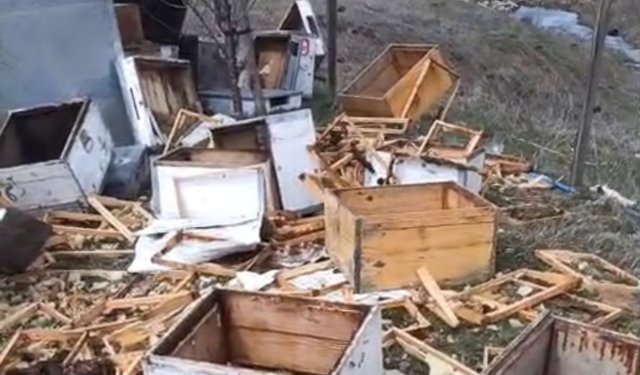 Bayburt’ta Ayı Baskını: Trabzonlu Arıcı İsyan Etti