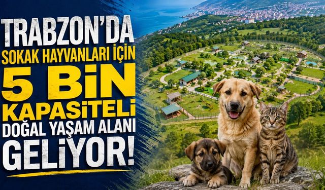 Trabzon'da Sokak Hayvanları için 5 Bin Kapasiteli Doğal Yaşam Alanı Geliyor!