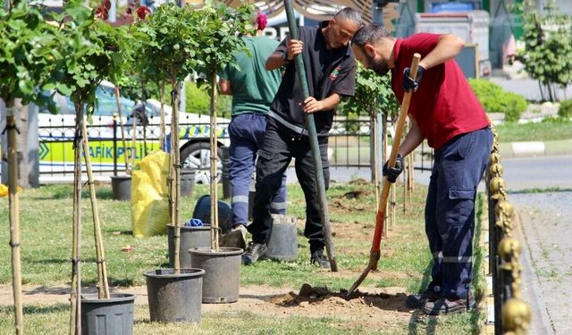 Giresun'da Yaz Dönüşümü: Görenler Bir Daha Bakıyor!