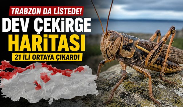 Trabzon da Listede! Dev Çekirge Haritası 21 İli Ortaya Çıkardı