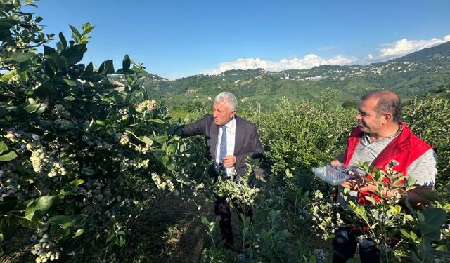 Başkan Sarıalioğlu Organik Maviyemiş Hasadına Katıldı