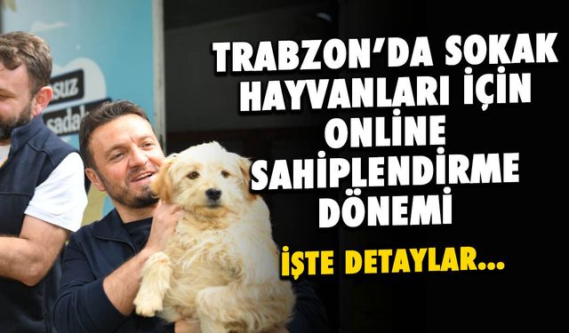 Trabzon'da Sokak Hayvanları İçin Online Sahiplendirme Dönemi