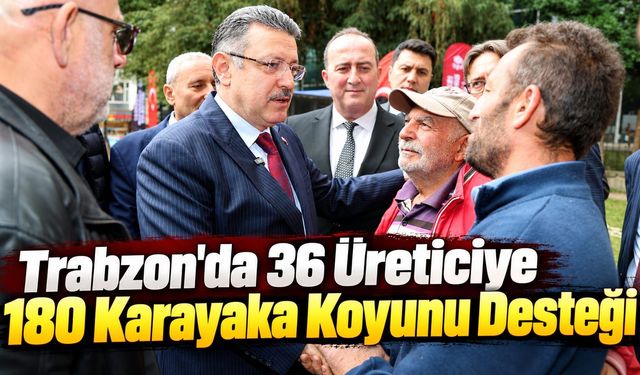 Trabzon'da 36 Üreticiye 180 Karayaka Koyunu Desteği